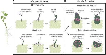 Frontiers | Competition, Nodule Occupancy, and Persistence of